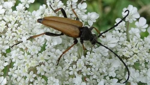 Stictoleptura rubra